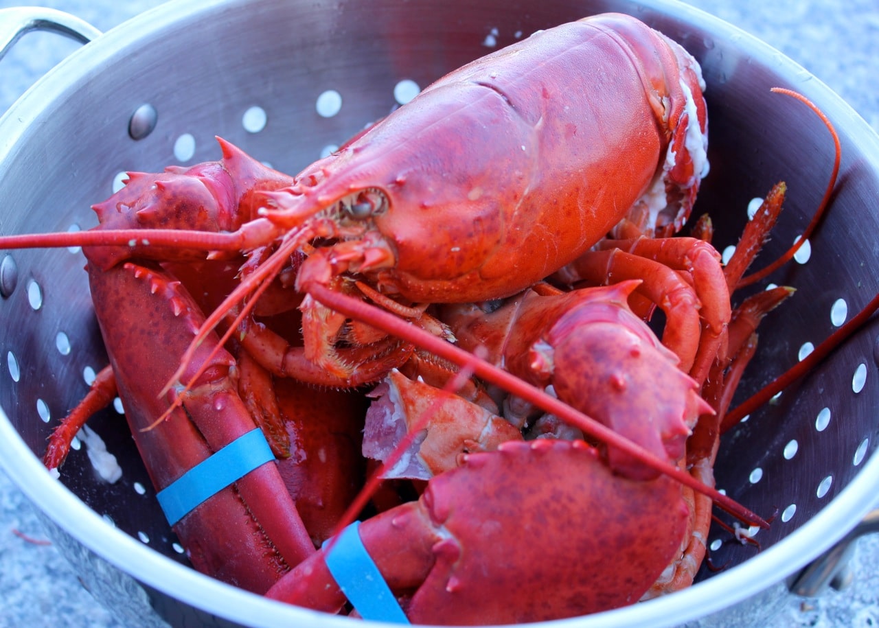 cooked-lobster-for-naked-lobster-rolls