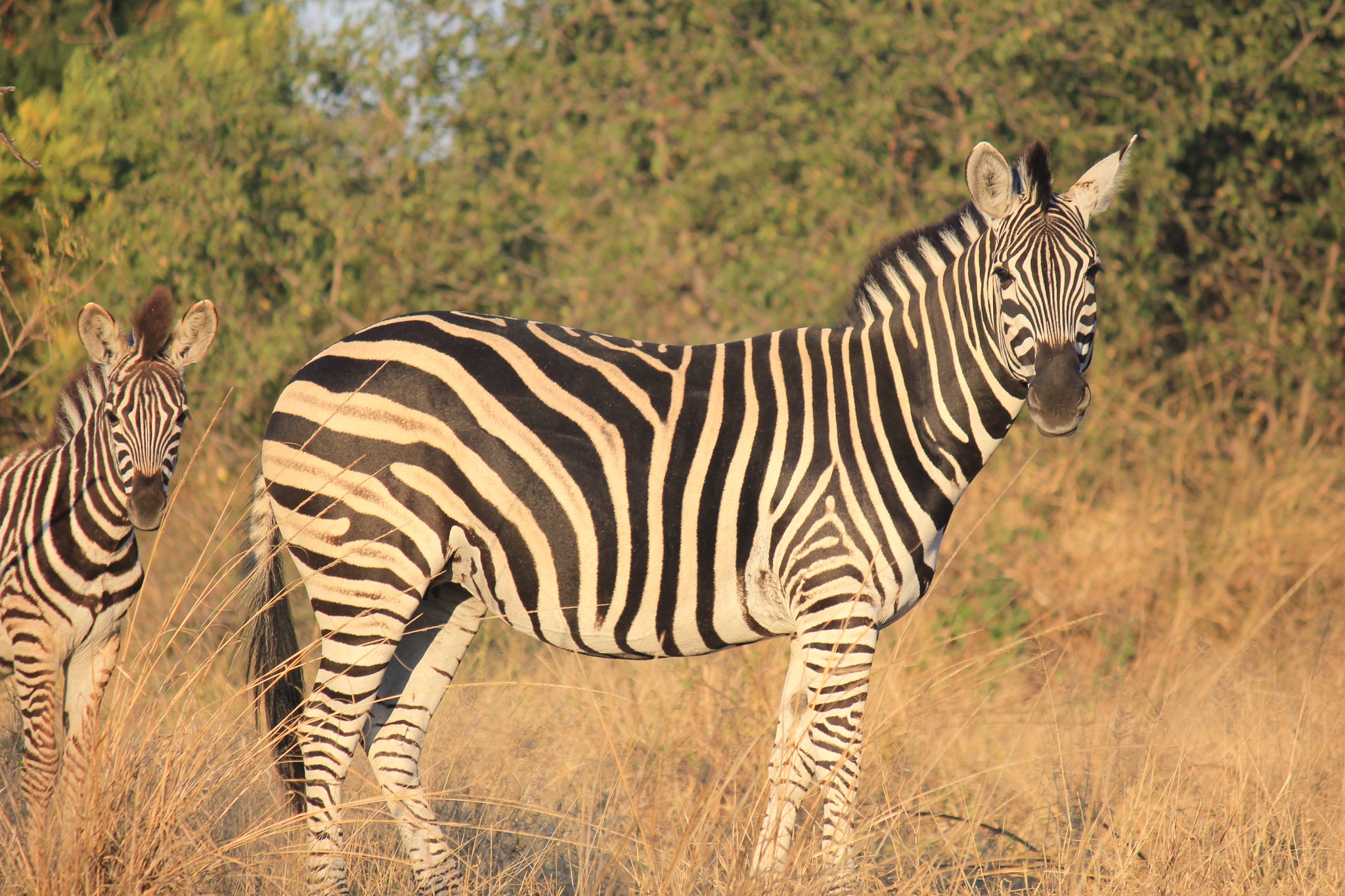 Safari Honeymoon- Zebra