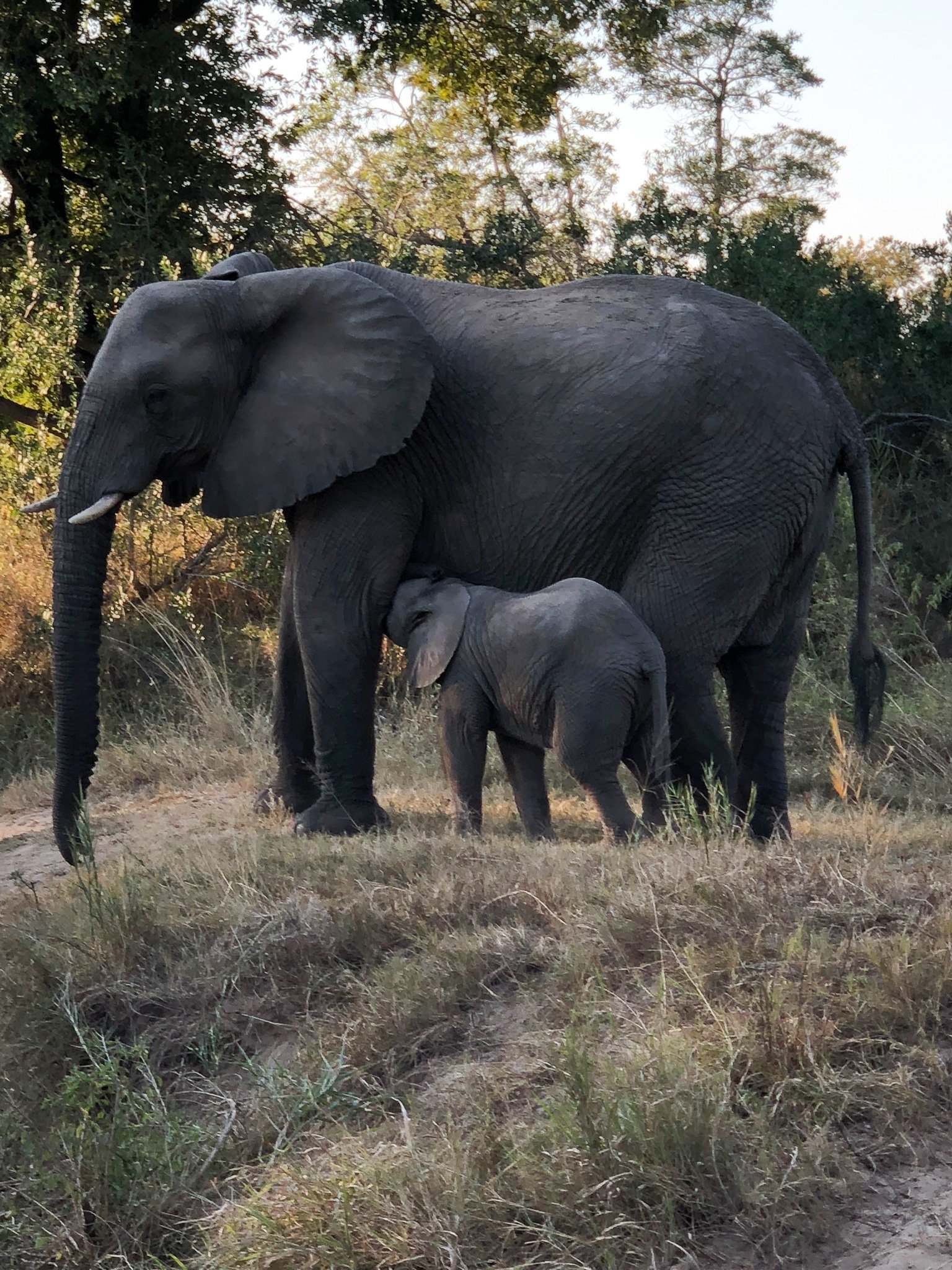 Safari Honeymoon- Baby Elephant Nursing 