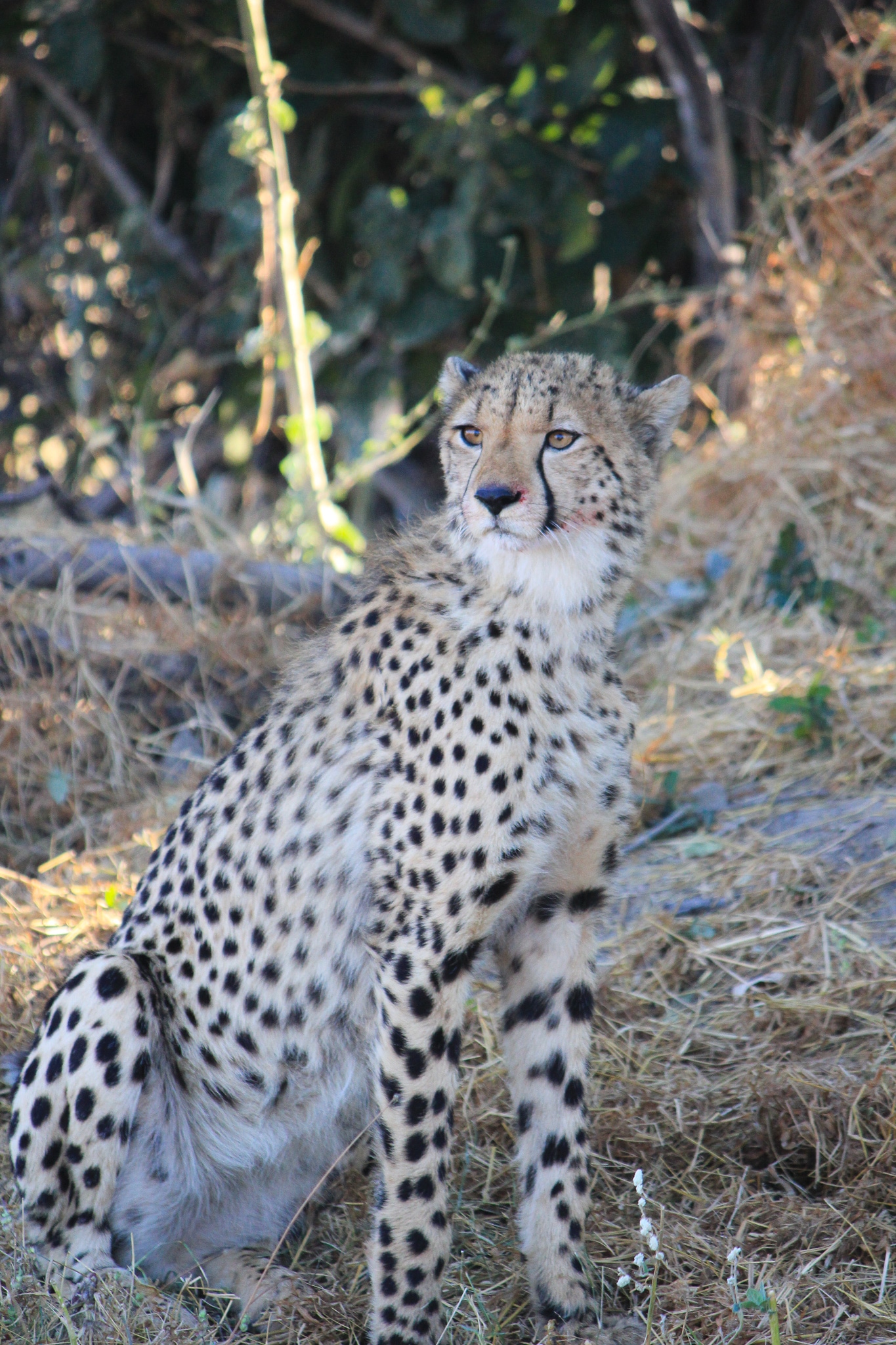 Safari Honeymoon Cheetah Botswana