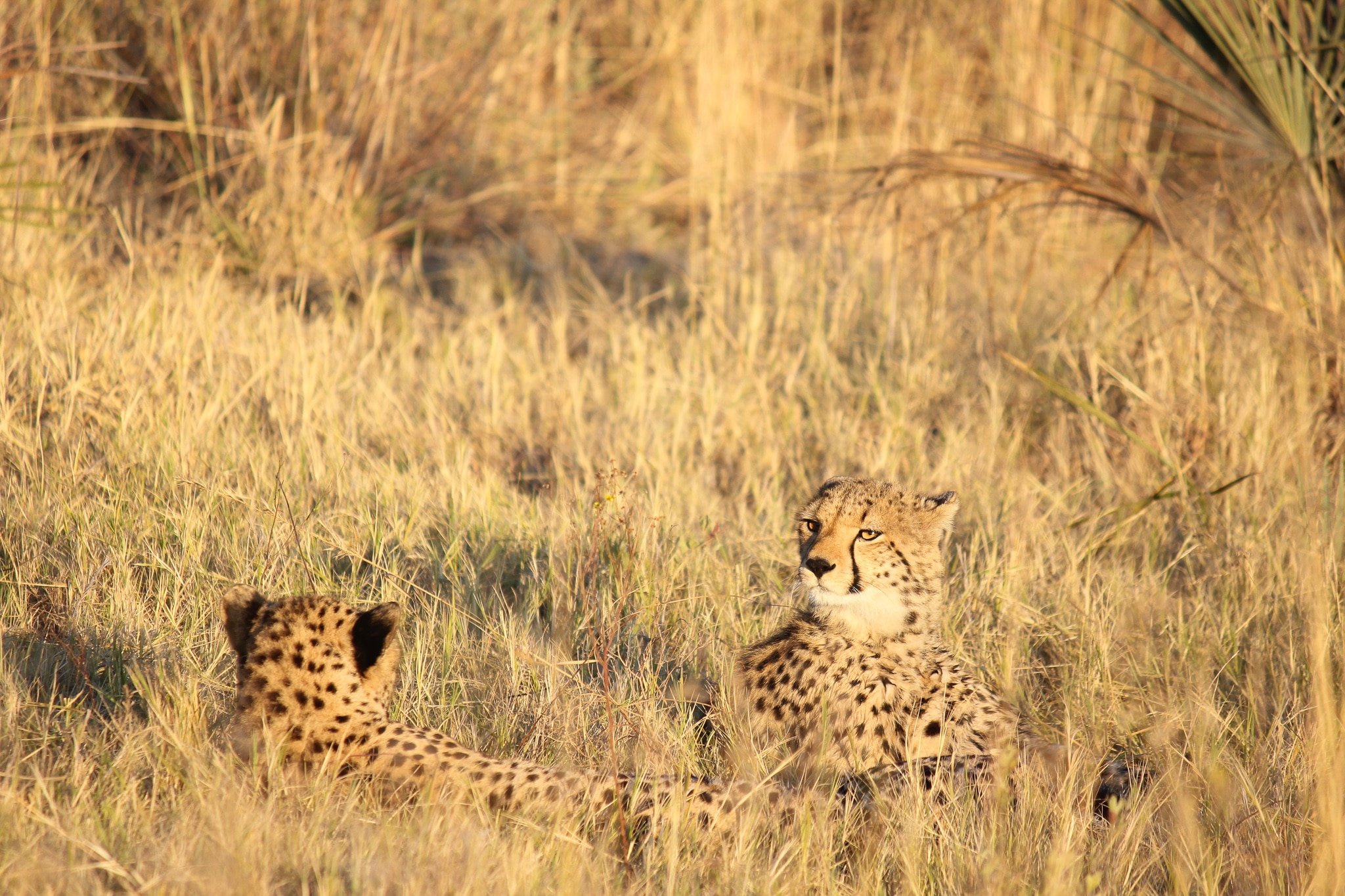 Safari Honeymoon- Cheetah in the Okavango Delta