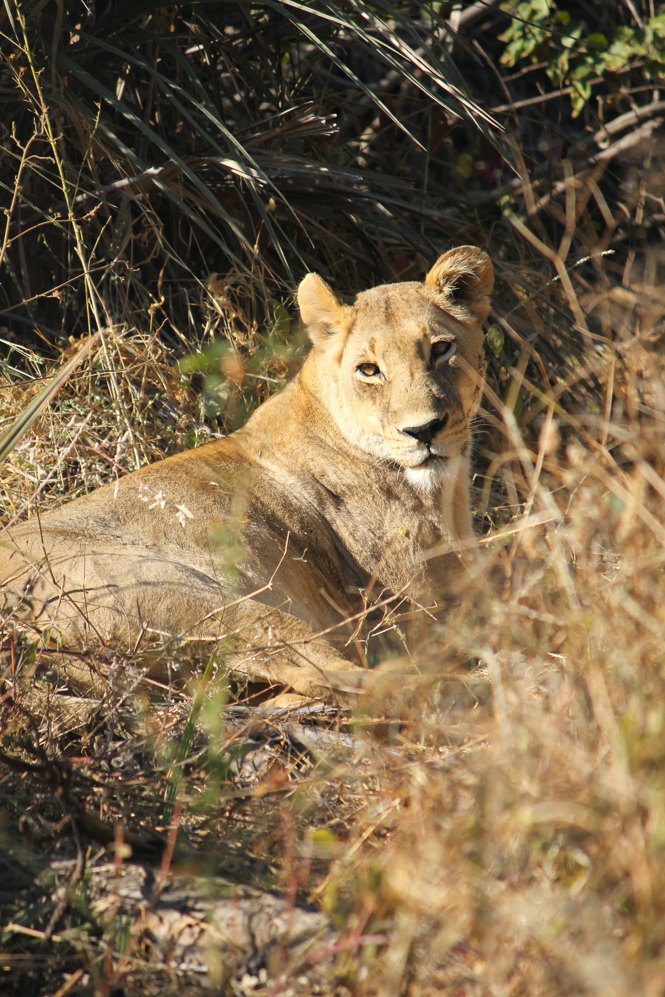 Safari Honeymoon Lioness Botswana
