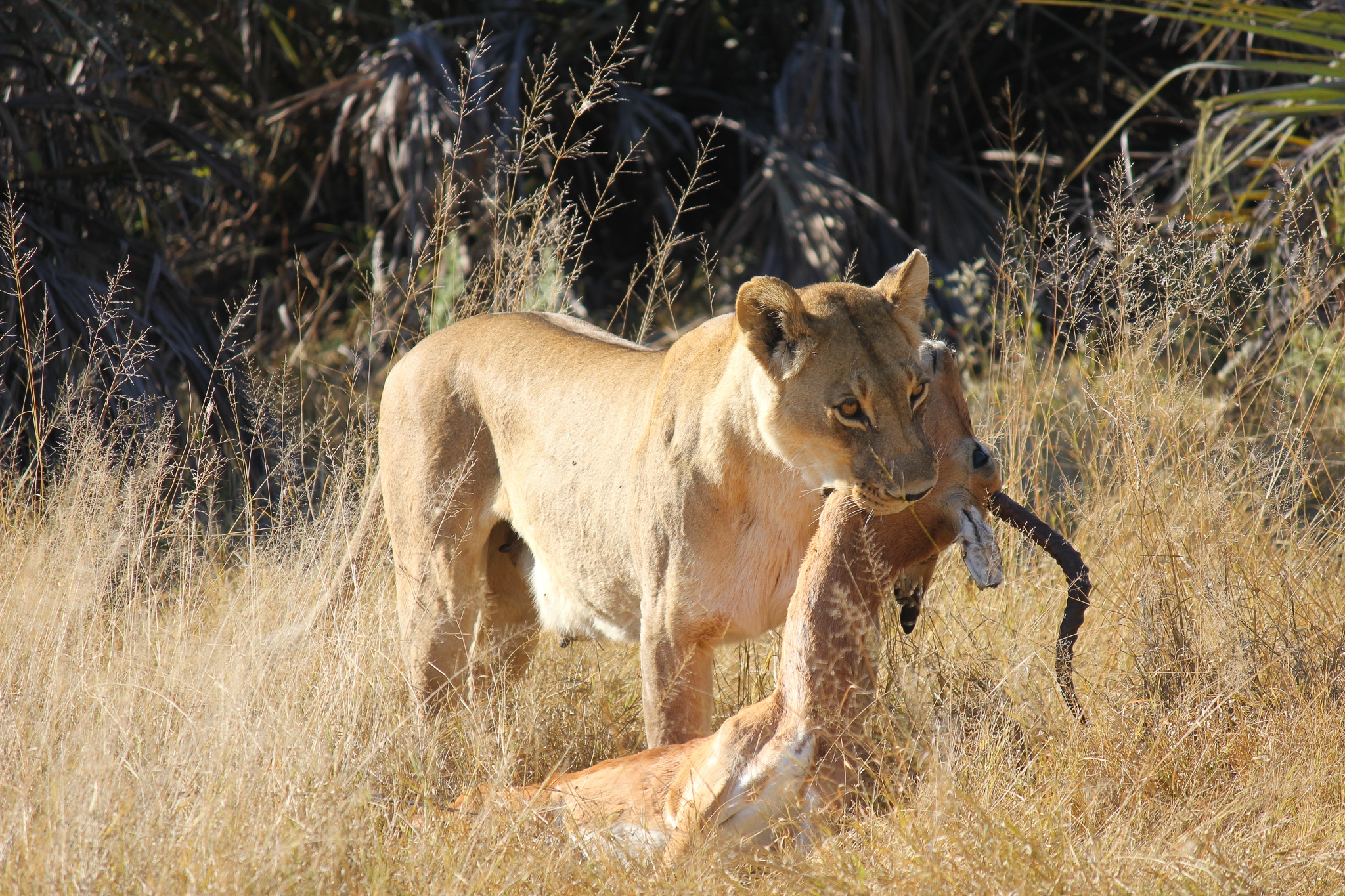 Safari Honeymoon- Lion Kill in Botswana