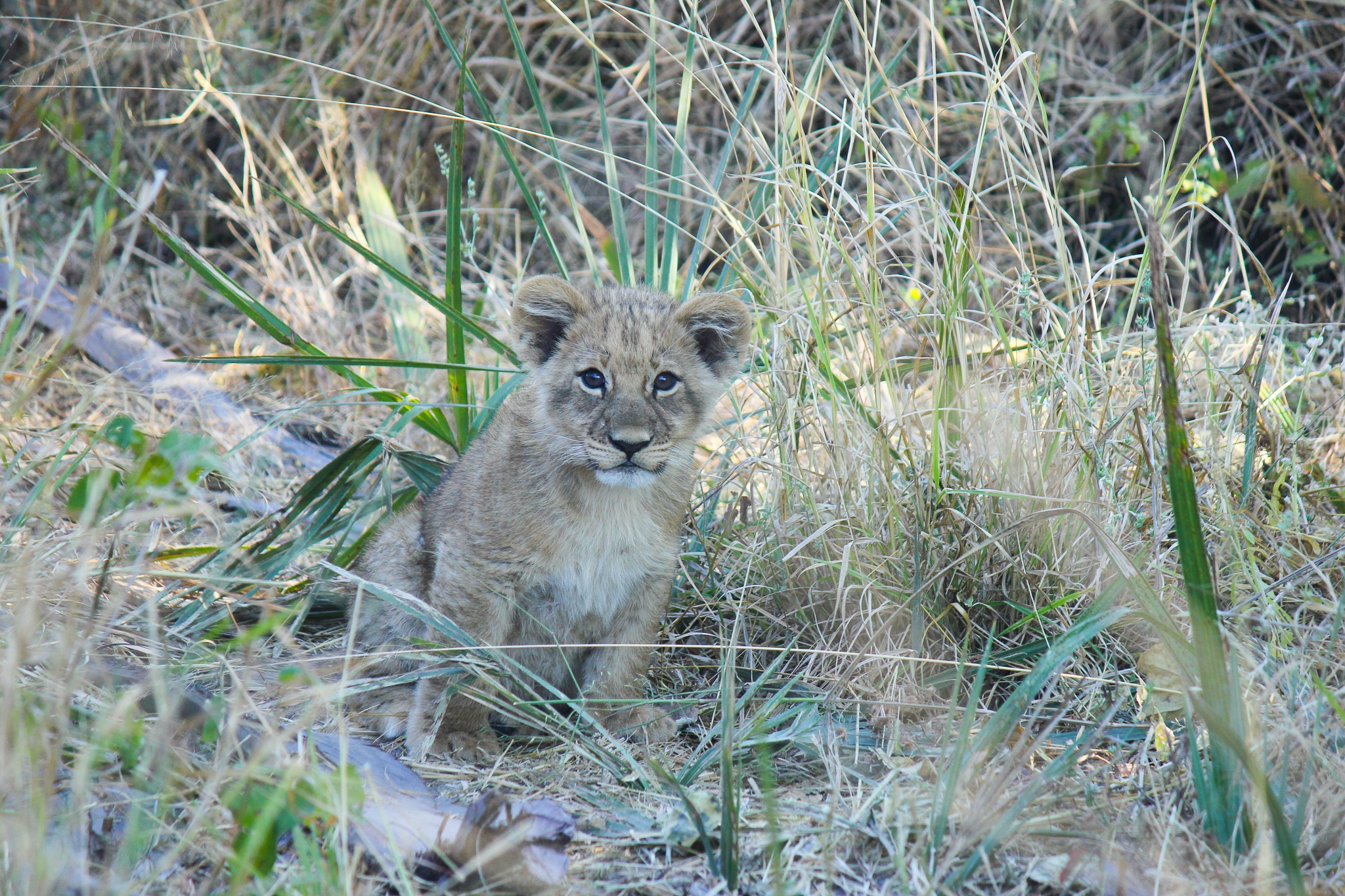 Safari Honeymoon- Lion Cub Okavango Delta, Botswana
