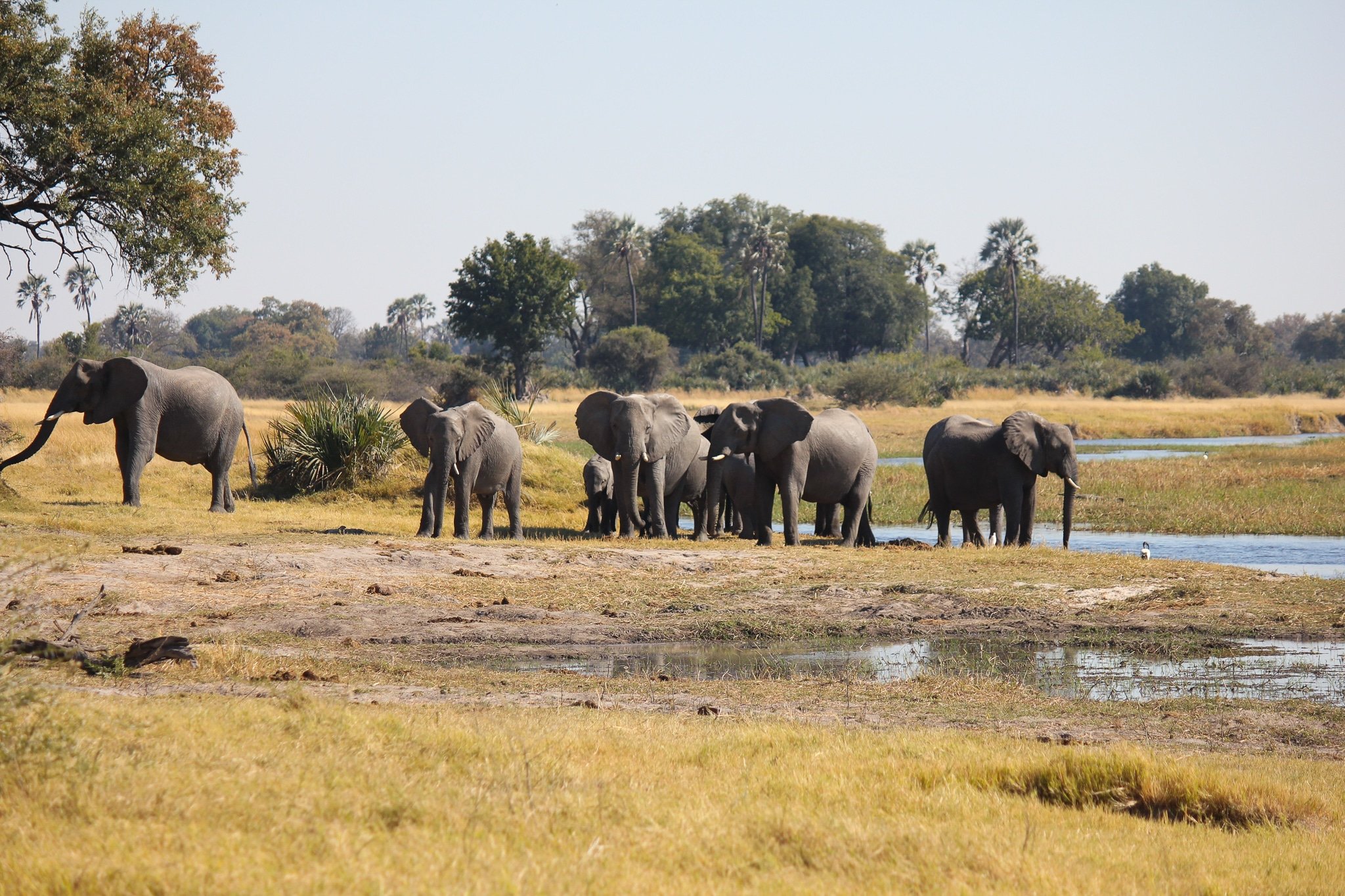 Safari Honeymoon- Elephants in the Okavango Delta