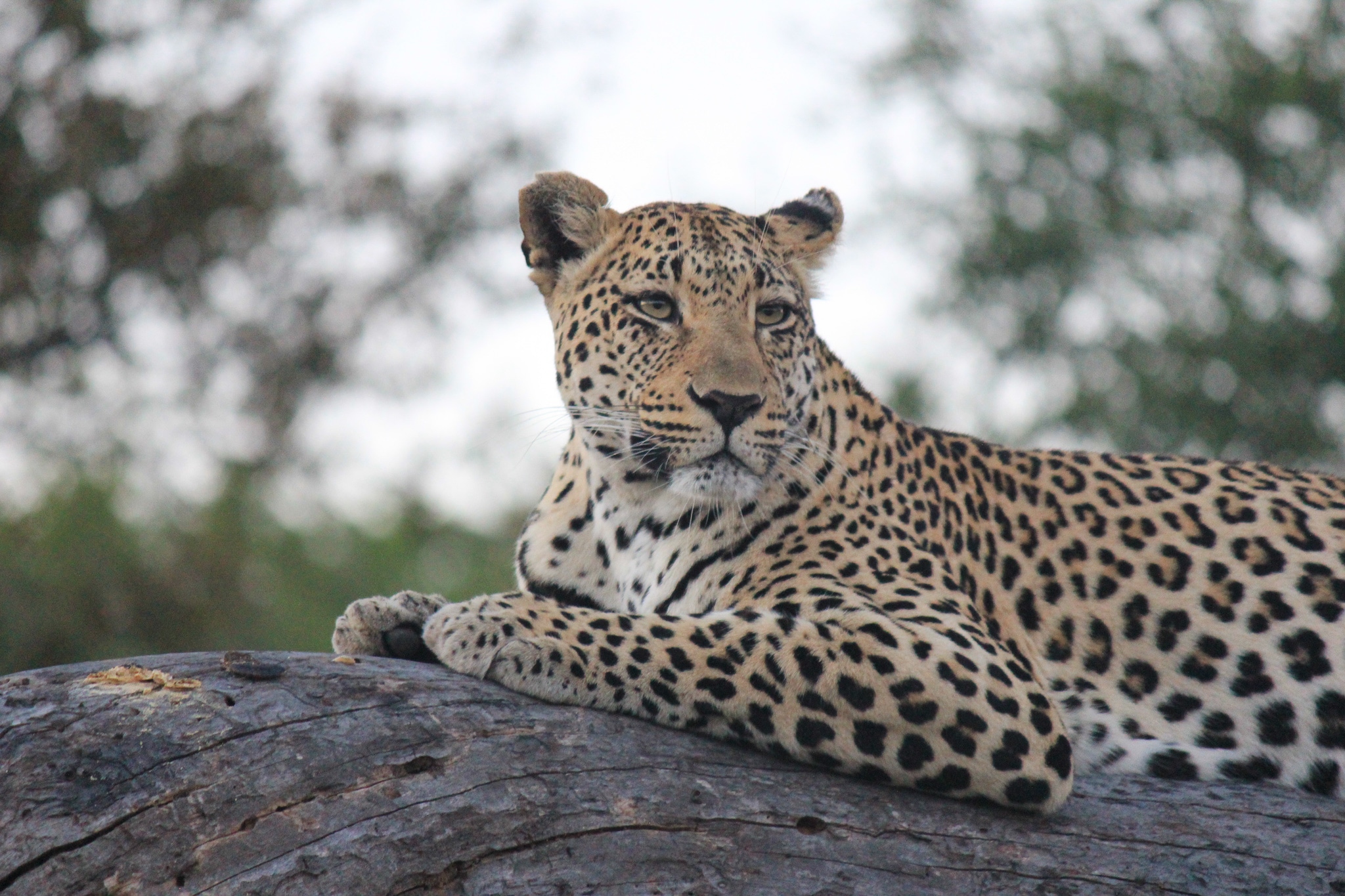 Safari Honeymoon- Leopard in Sabi Sands