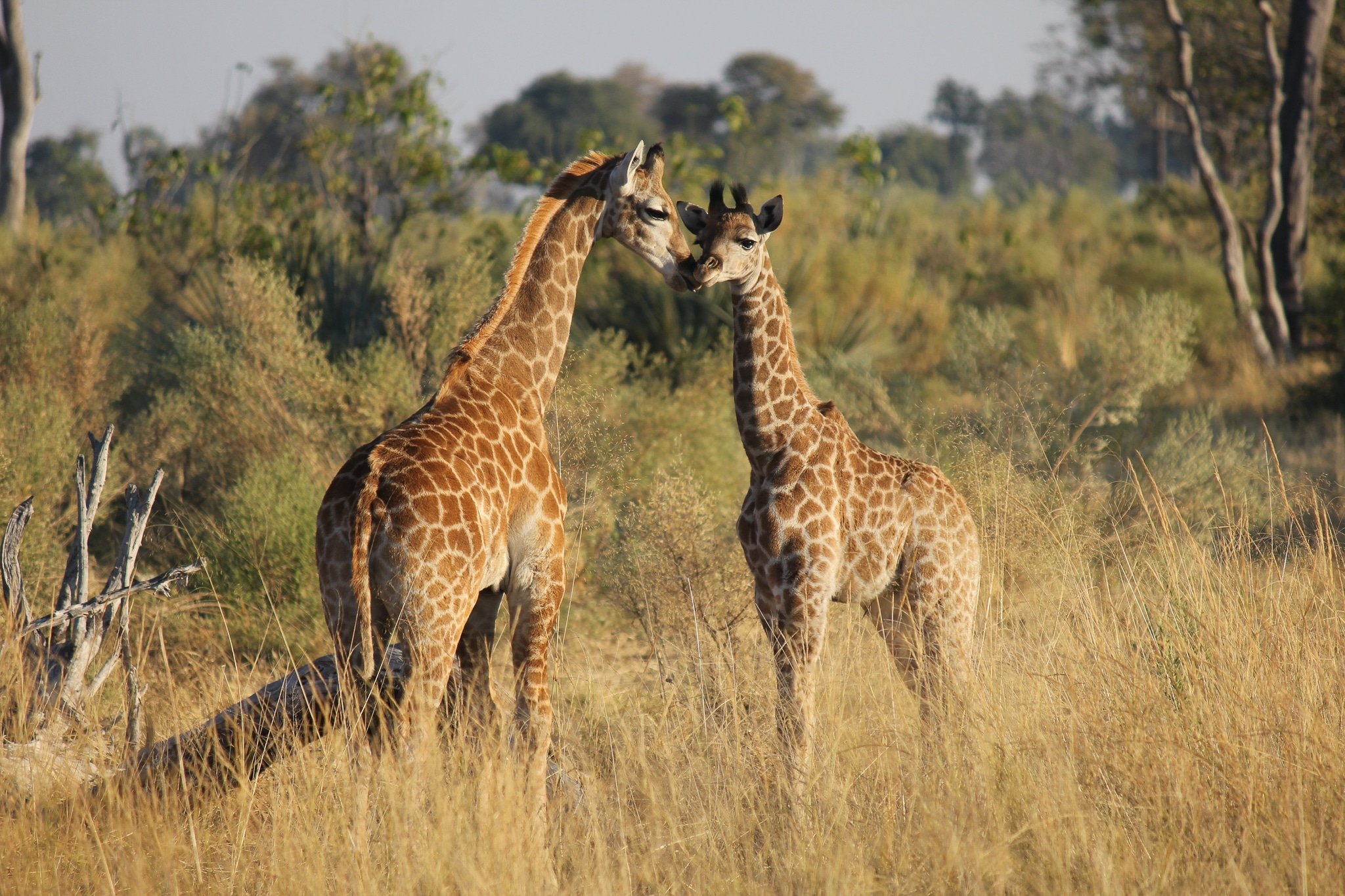 Safari Honeymoon- Baby Giraffes in the Okavango Delta